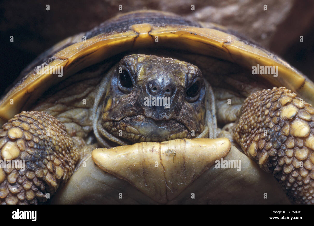 Land-Schildkröten (Testudo spec.), Porträt Stockfoto