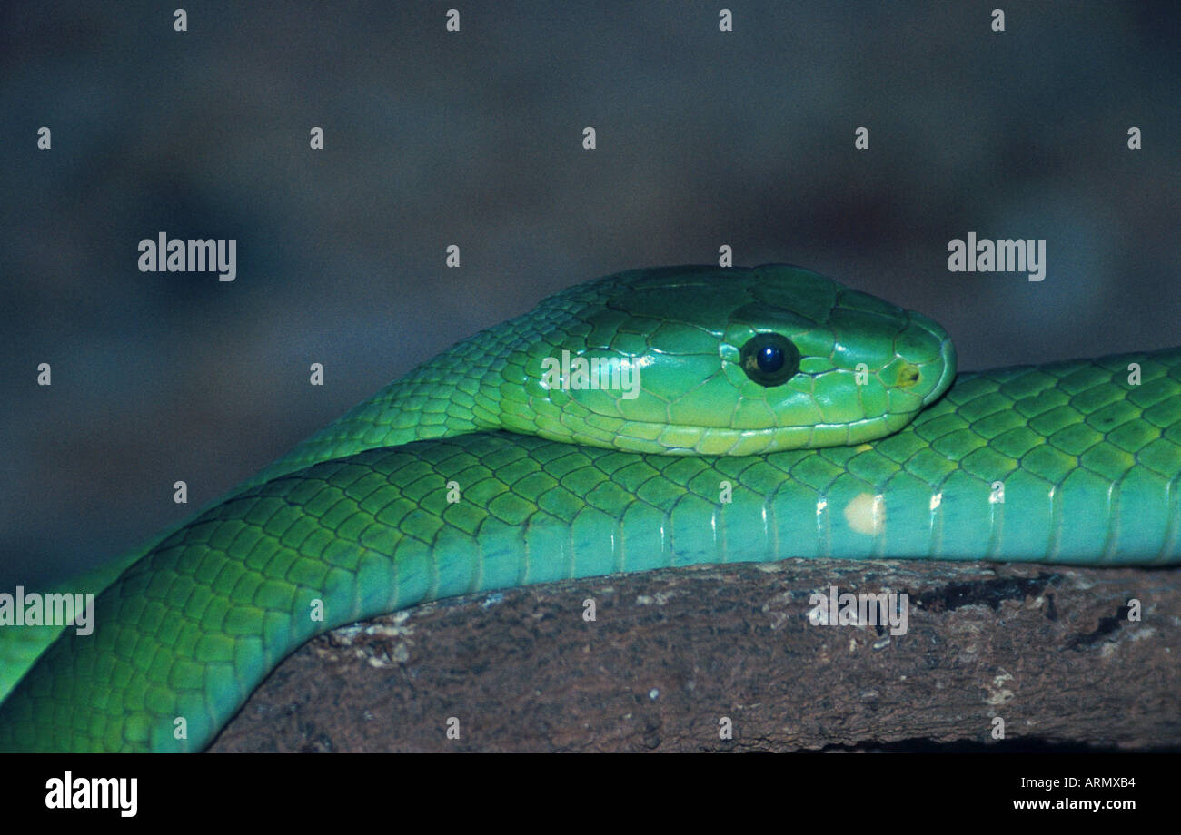 grüne Mamba, westliche grüne Mamba (Dendroaspis Viridis), portrait Stockfoto