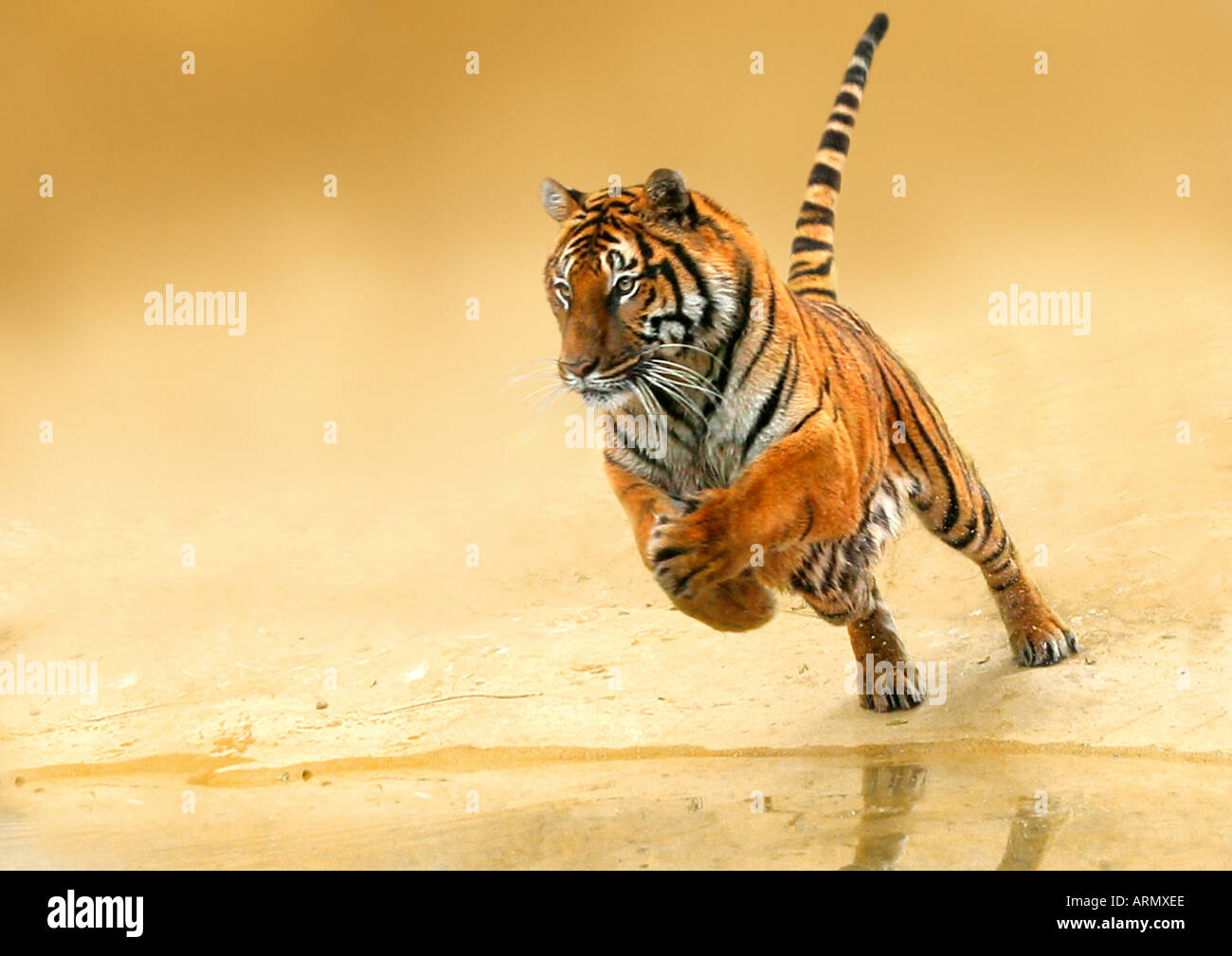 Bengal-Tiger (Panthera Tigris Tigris), springen, nicht für KALANDER 2009 Stockfoto