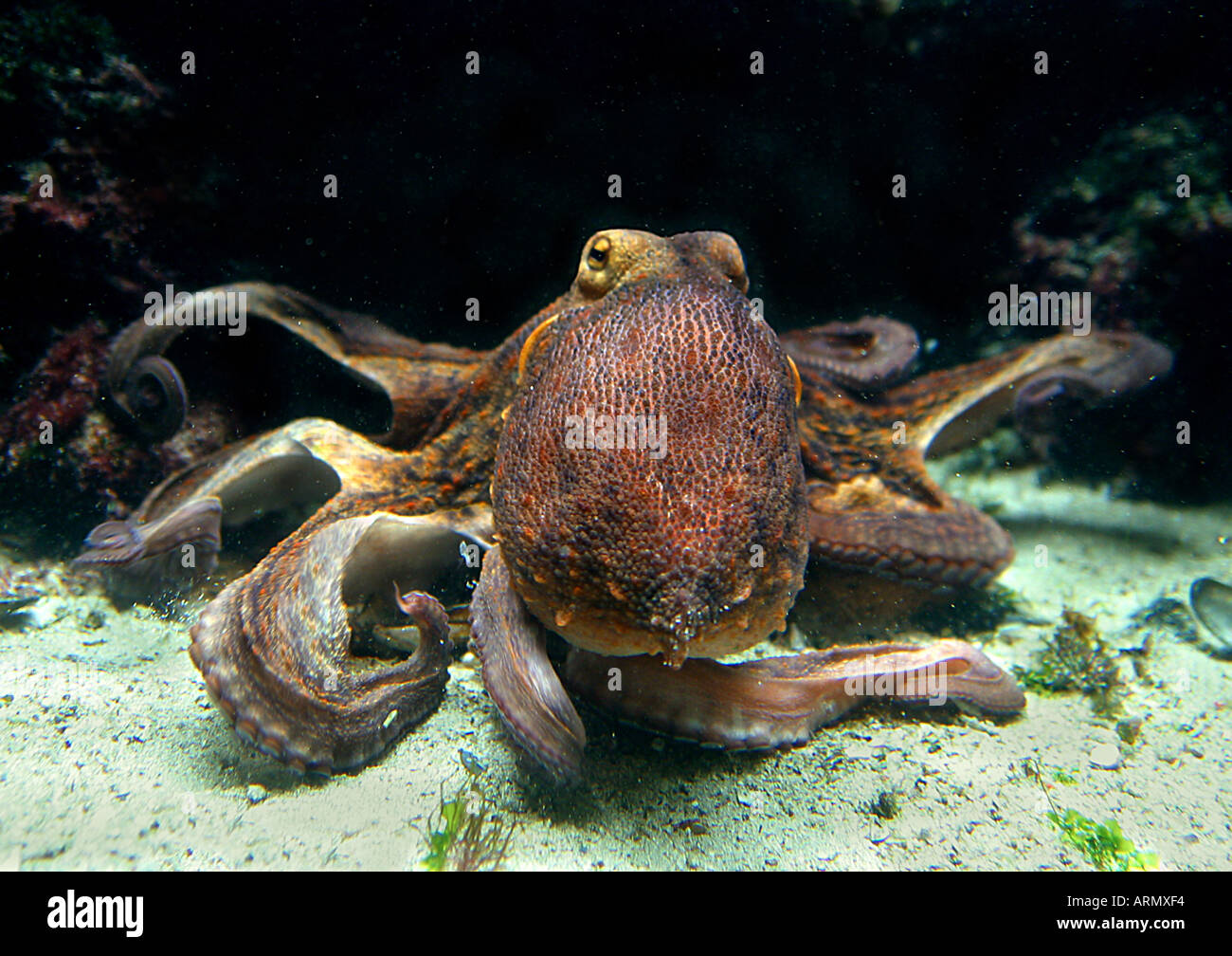 gemeinsamen Tintenfisch, gemeinsame Atlantic Oktopus, gemeinsame europäische Krake (Octopus Vulgaris) Stockfoto