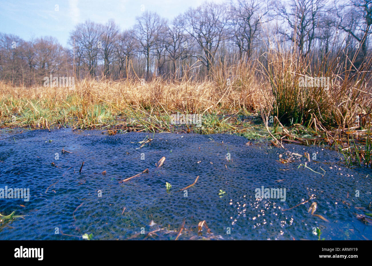 Laich im teich Fotos und Bildmaterial in hoher Auflösung Alamy