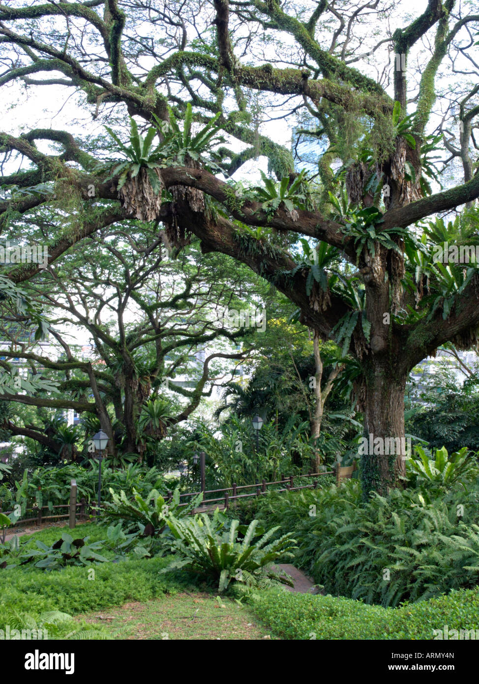 Rain Tree (albizia Saman) und Bird's Nest Farn (Asplenium Nidus), Fort Canning Park, Singapur Stockfoto