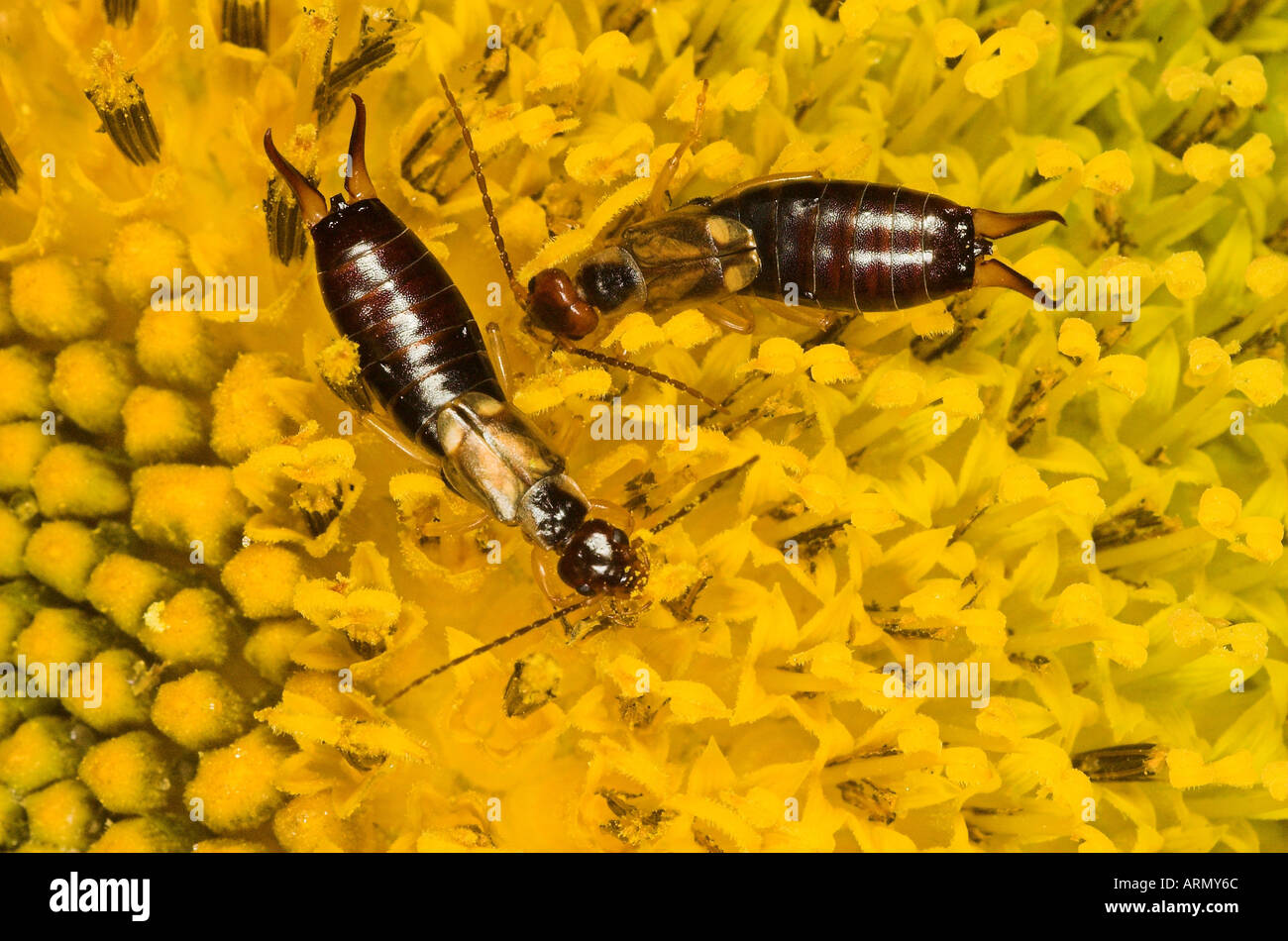 zwei-spotted Ohrwurm (Anechura Bipunctata). Stockfoto