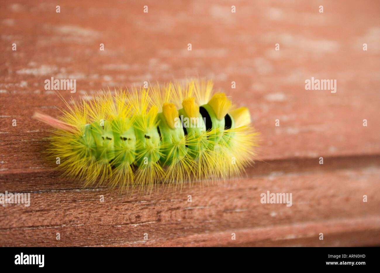 Raupe des blassen Tussock Moth Calliteara Pudibunda Stockfoto