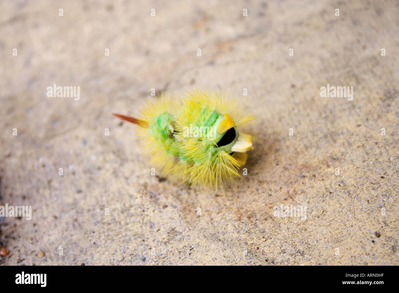 Raupe des blassen Tussock Moth Calliteara Pudibunda. Die Überlebenstechnik der Rollen in einem engen stachelige Kugel zeigt. Stockfoto