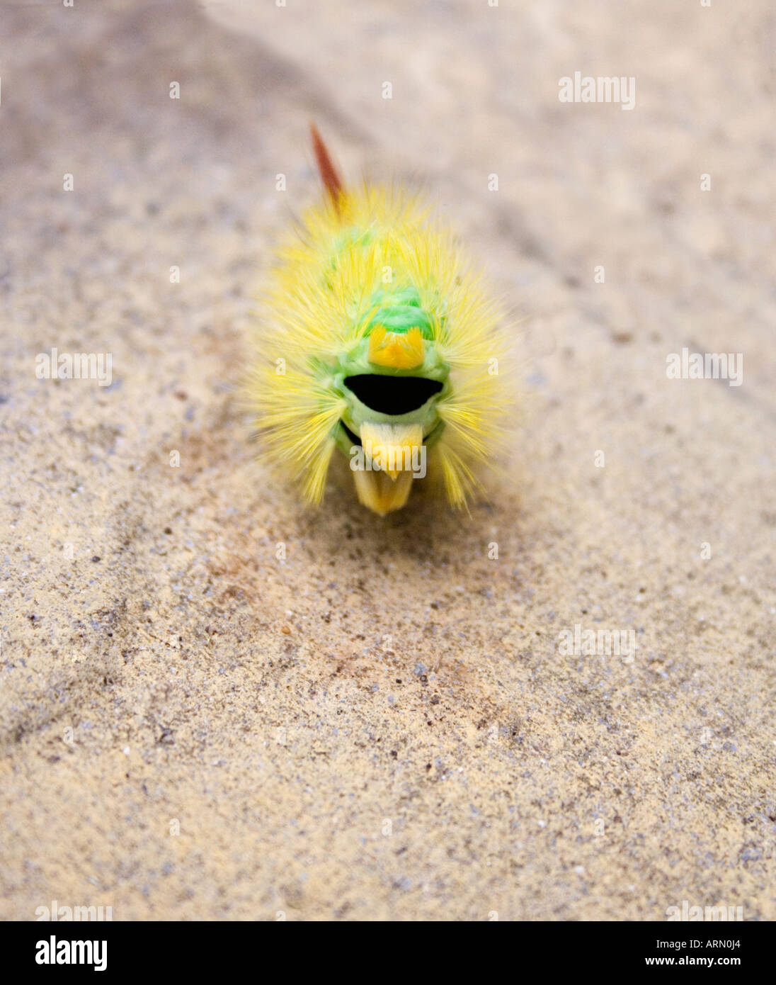 Raupe des blassen Tussock Moth Calliteara Pudibunda. Die Überlebenstechnik der Rollen in einem engen stachelige Kugel zeigt. Stockfoto