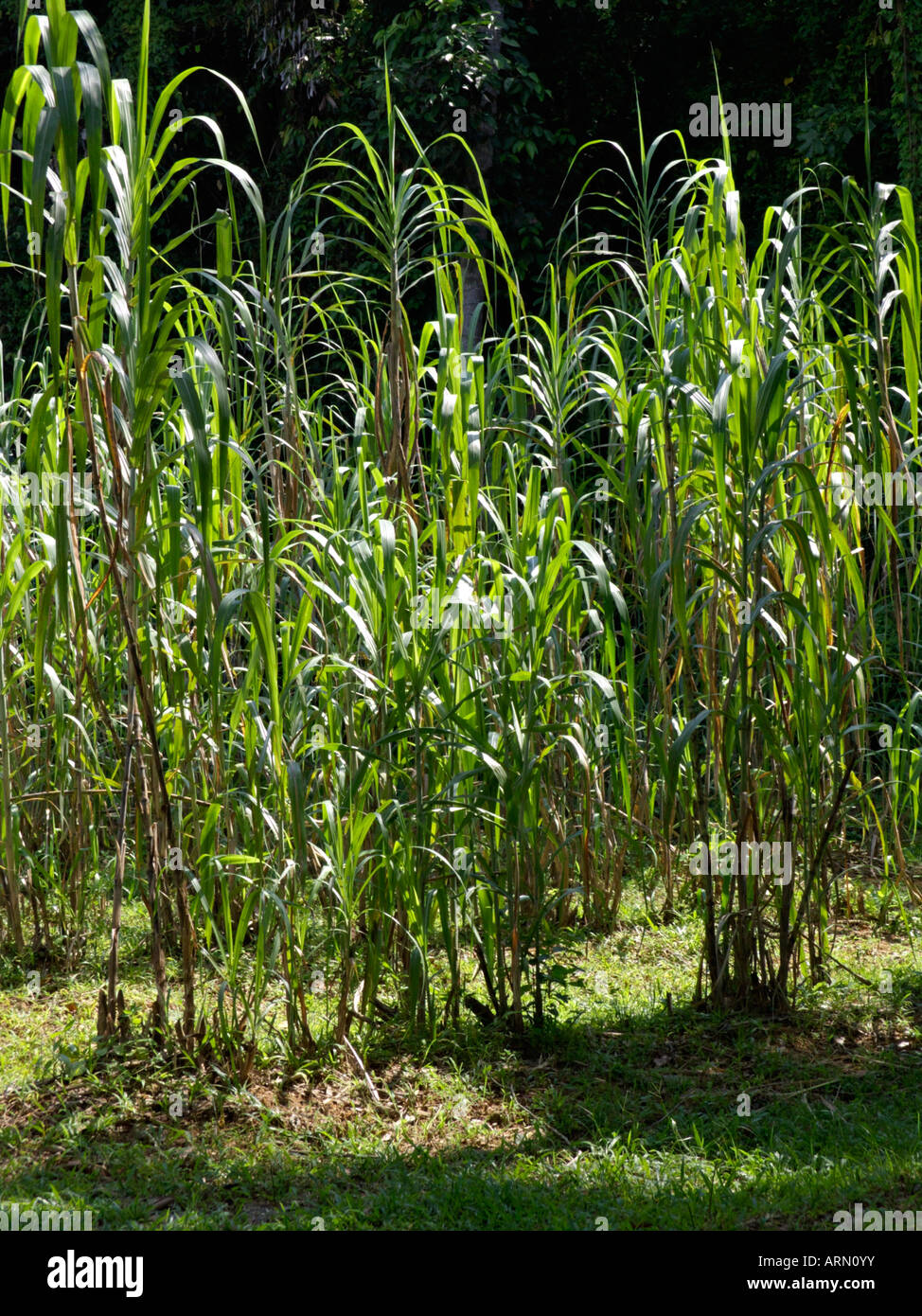 Zuckerrohr (Saccharum officinarum) Stockfoto