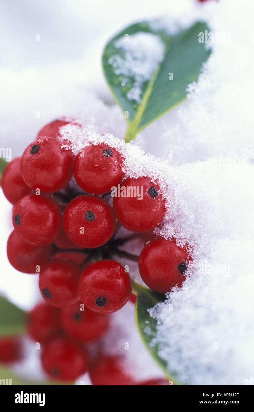 Stechpalme mit Beeren im Winter, Victoria, Britisch-Kolumbien, Kanada. Stockfoto