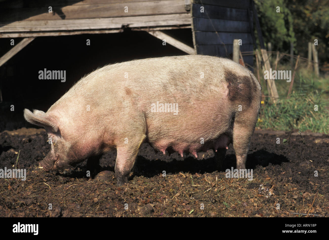 Schweine zu säen in Hof, Britisch-Kolumbien, Kanada. Stockfoto