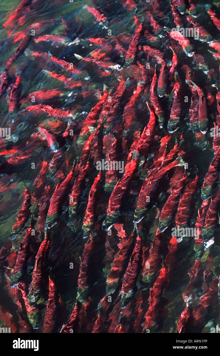 Herbst Sockeye Lachs zurück, engen Masse der Fische, Adams River, British Columbia, Kanada. Stockfoto