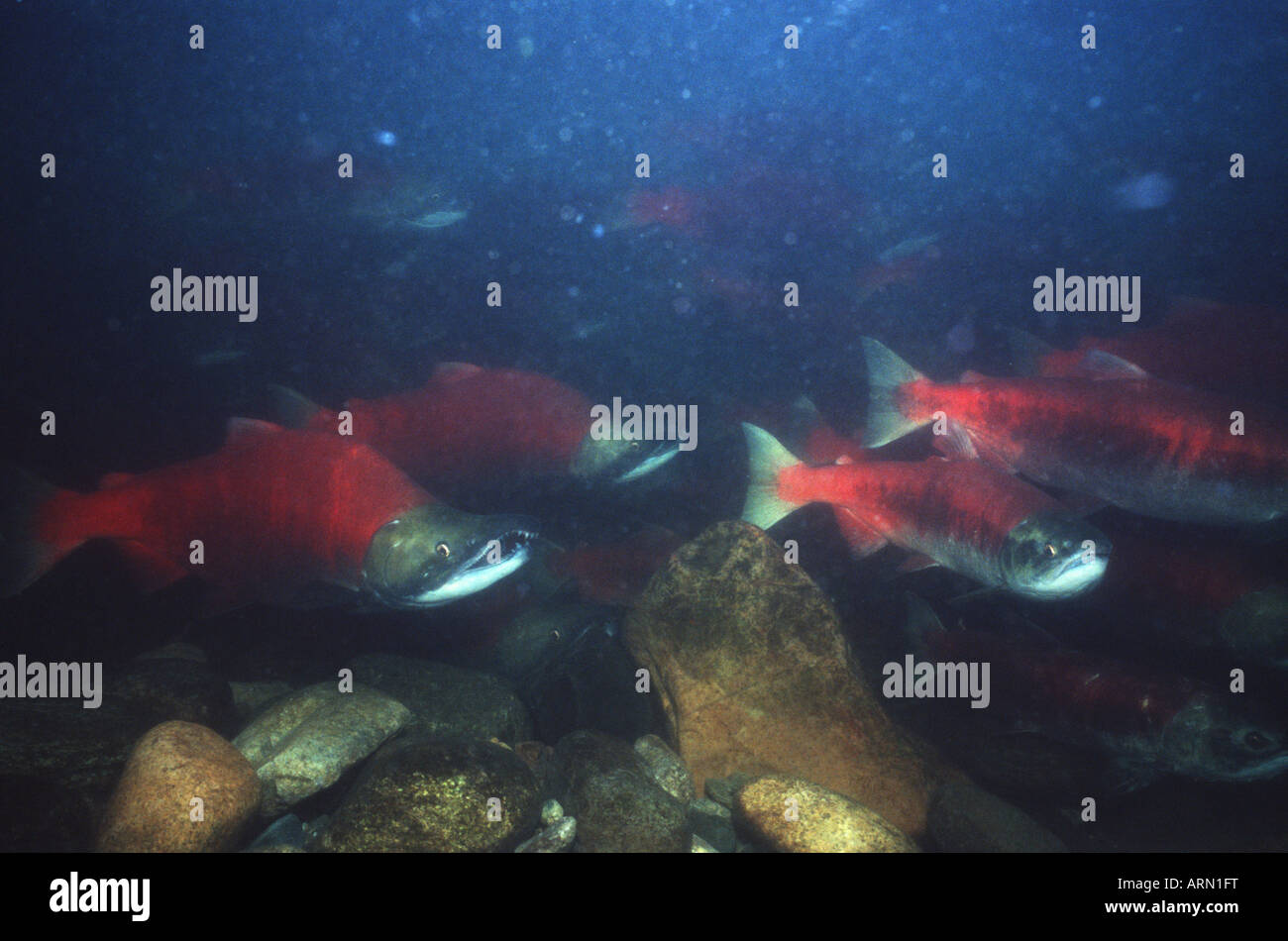 Herbst Sockeye Lachs zurückzukehren, Unterwasser, Adams River, British Columbia, Kanada. Stockfoto