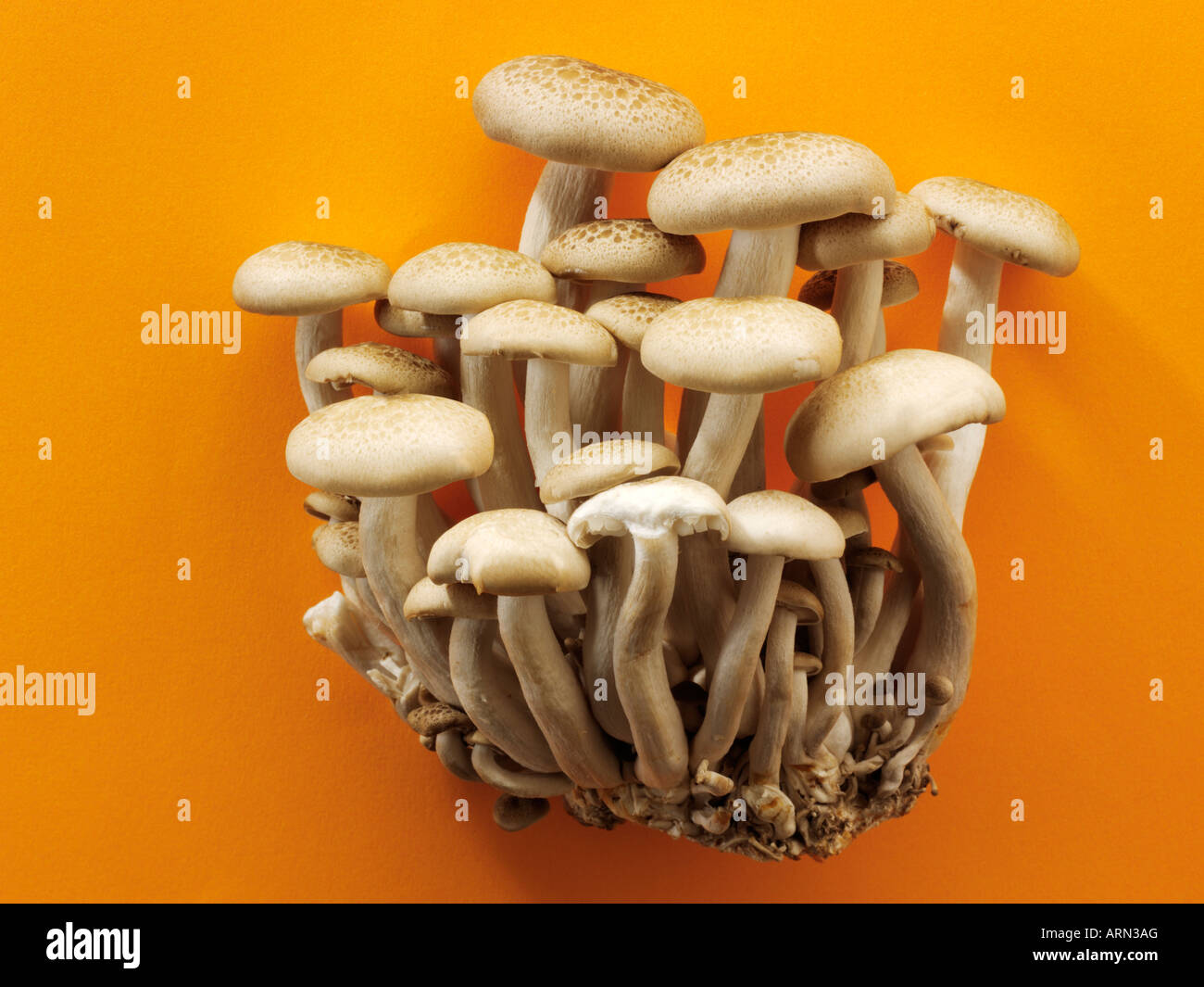 Rohe frische Hon Shimeji Pilze Stockfoto