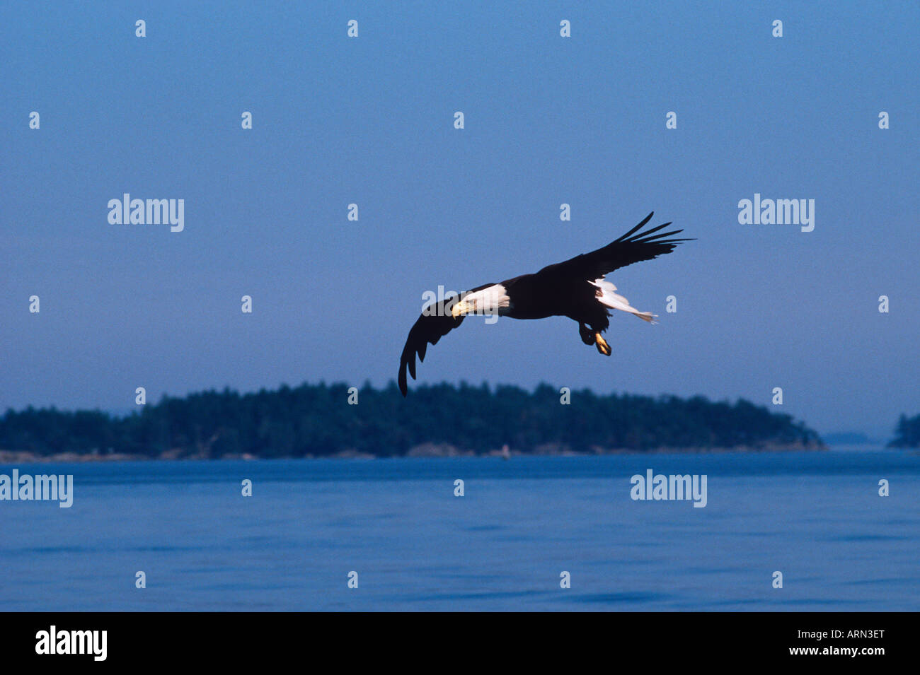 Adler im Flug im südlichen Gulf Islands, Vancouver Island, British Columbia, Kanada. Stockfoto