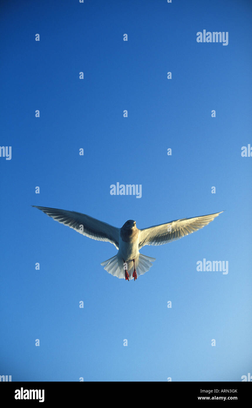 Seagull (Larus Hyperboreus) im Flug, Britisch-Kolumbien, Kanada. Stockfoto