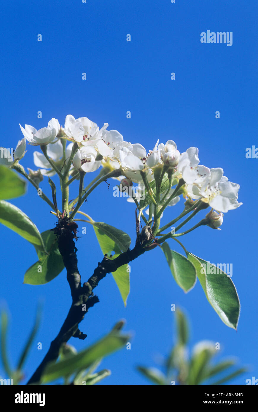 Morello Cherry Blossom wächst in Surrey, UK (Prunus Cerasus) Stockfoto