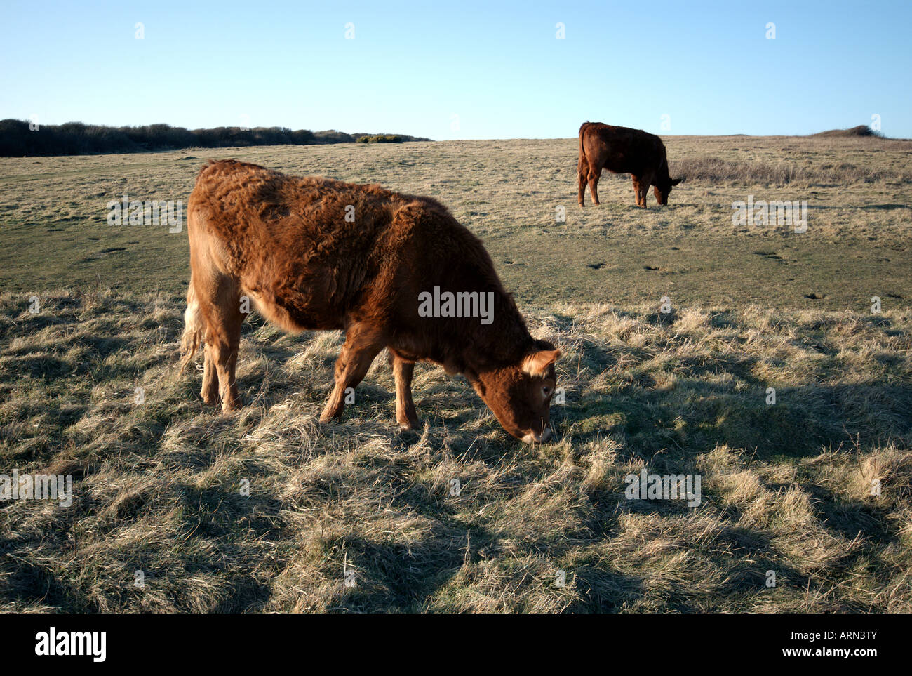 Zwei Kühe grasen auf einem Feld in der Nähe der Südküste. Stockfoto