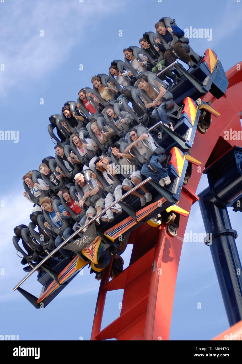 Shiekra-Achterbahn mit Nervenkitzel an Bord an der Spitze der Vertical Drop in Busch Gardens in Tampa, Florida, USA Stockfoto
