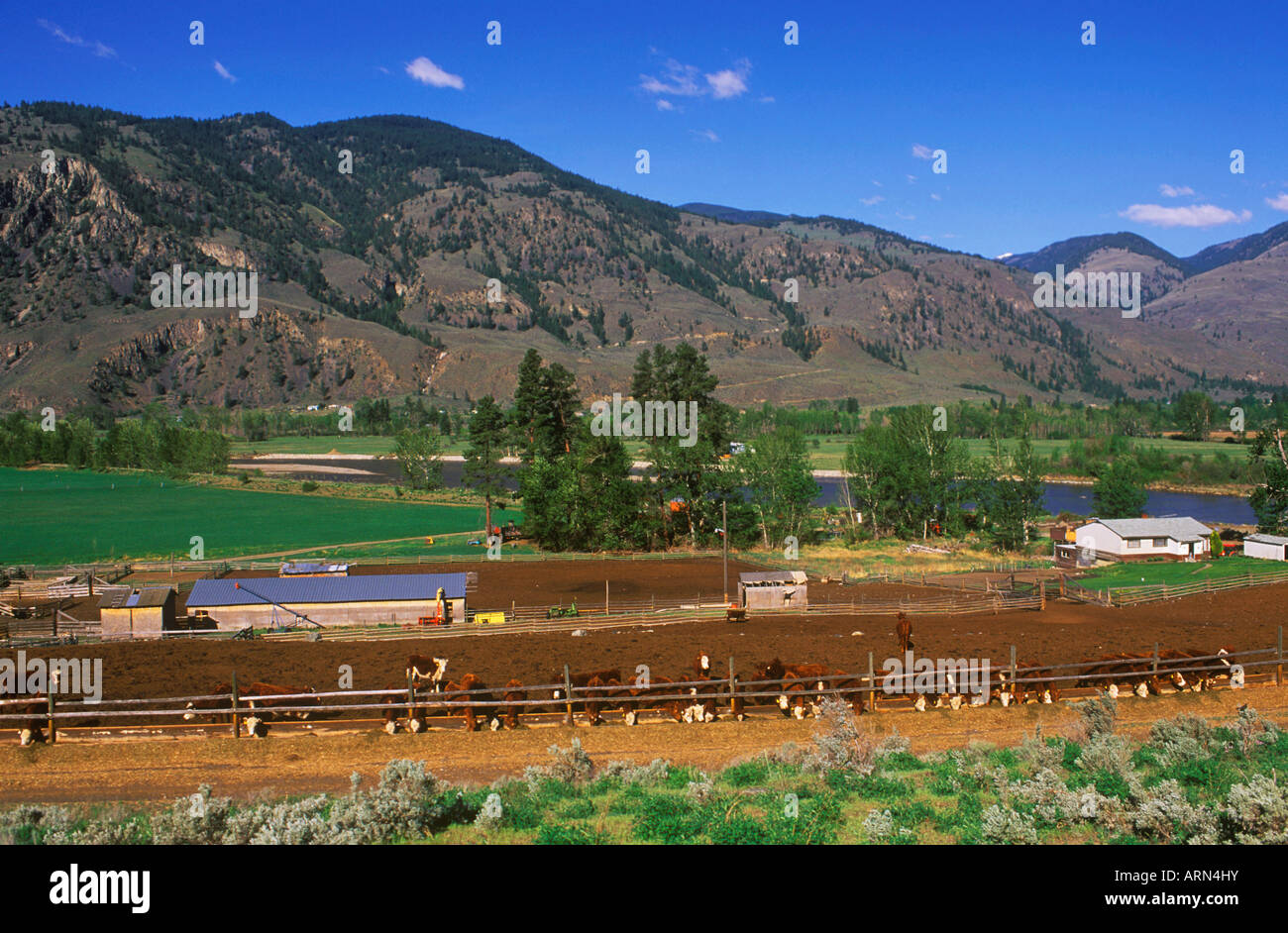 Rinderfarm entlang Similkameen River Valley, South Okanagan, British Columbia, Kanada. Stockfoto