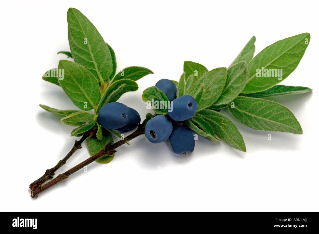 Geißblatt (Lonicera Caerulea SSP. Kamtschatica) blau, Zweig mit Beeren, Studio Bild Stockfoto