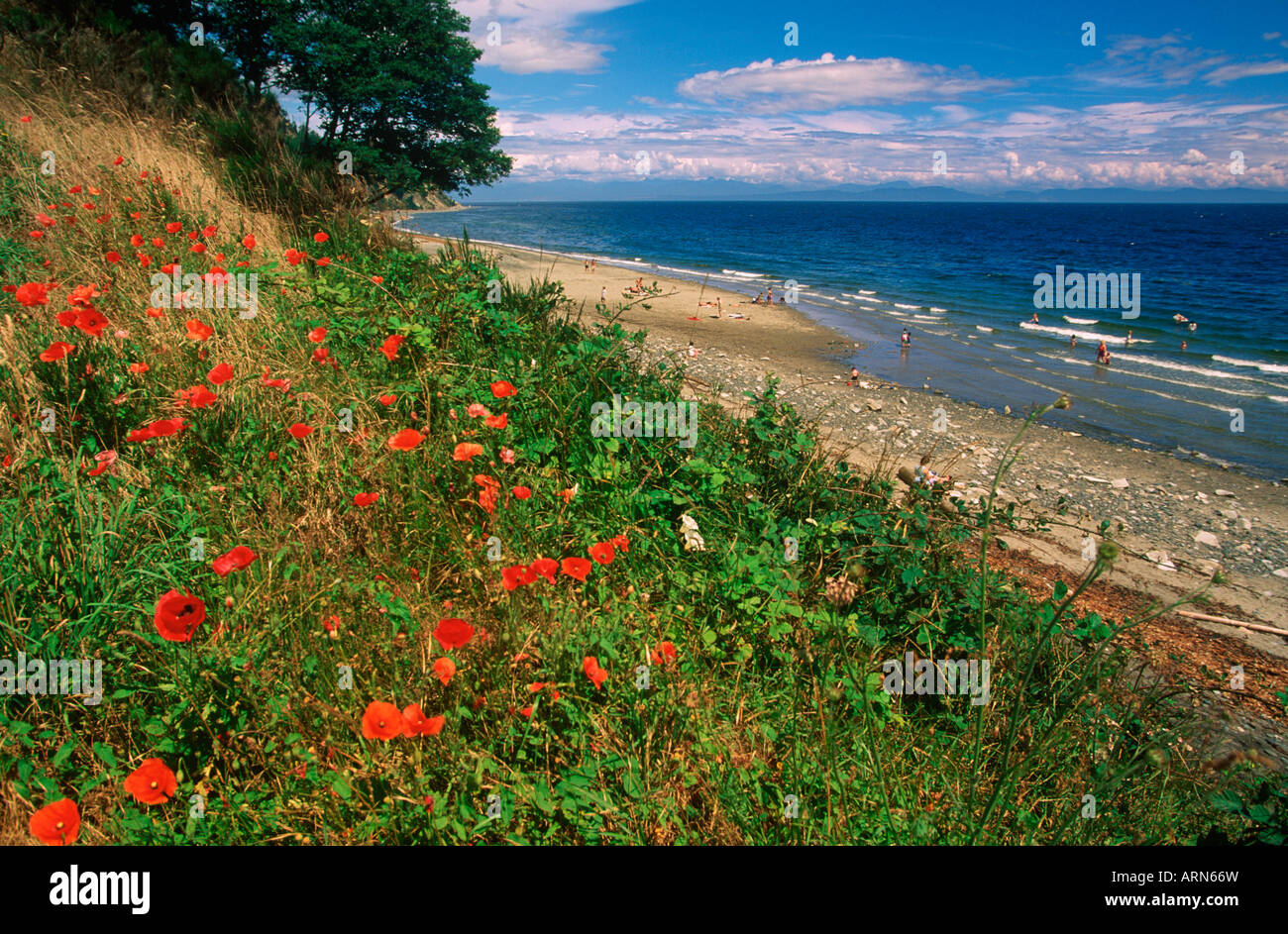 Rose spucken aus Mohn bedeckte Hügel, Comox, Vancouver Island, British Columbia, Kanada. Stockfoto