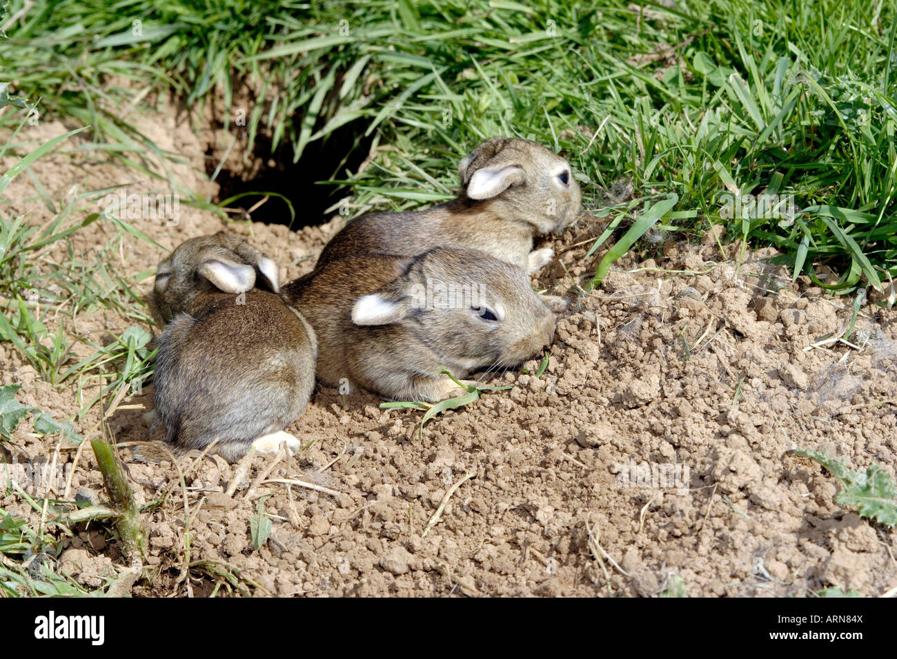 Wildkaninchen (Oryctolagus Cuniculus), acht Tage alt jung vor Fuchsbau Stockfoto