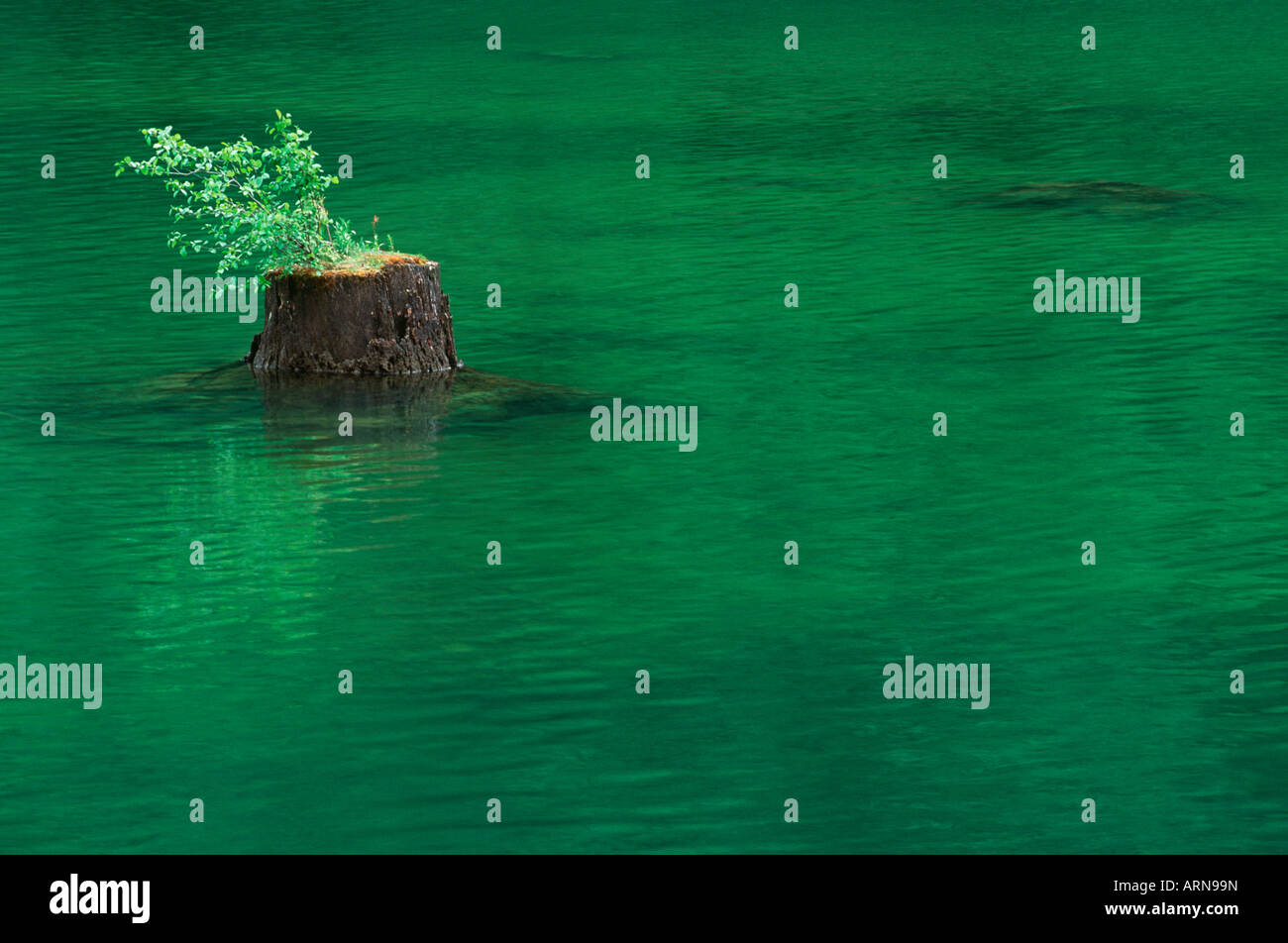 Aufgestaut See Reste, schneiden Sie Baumstümpfe in neue Lake, British Columbia, Kanada. Stockfoto