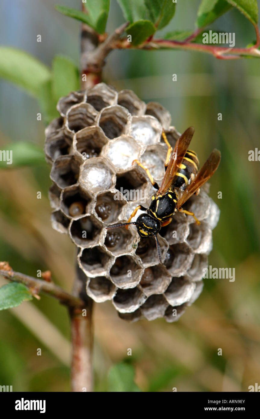 Paper Wasp (Polistes Bischoffi) am nest Stockfoto