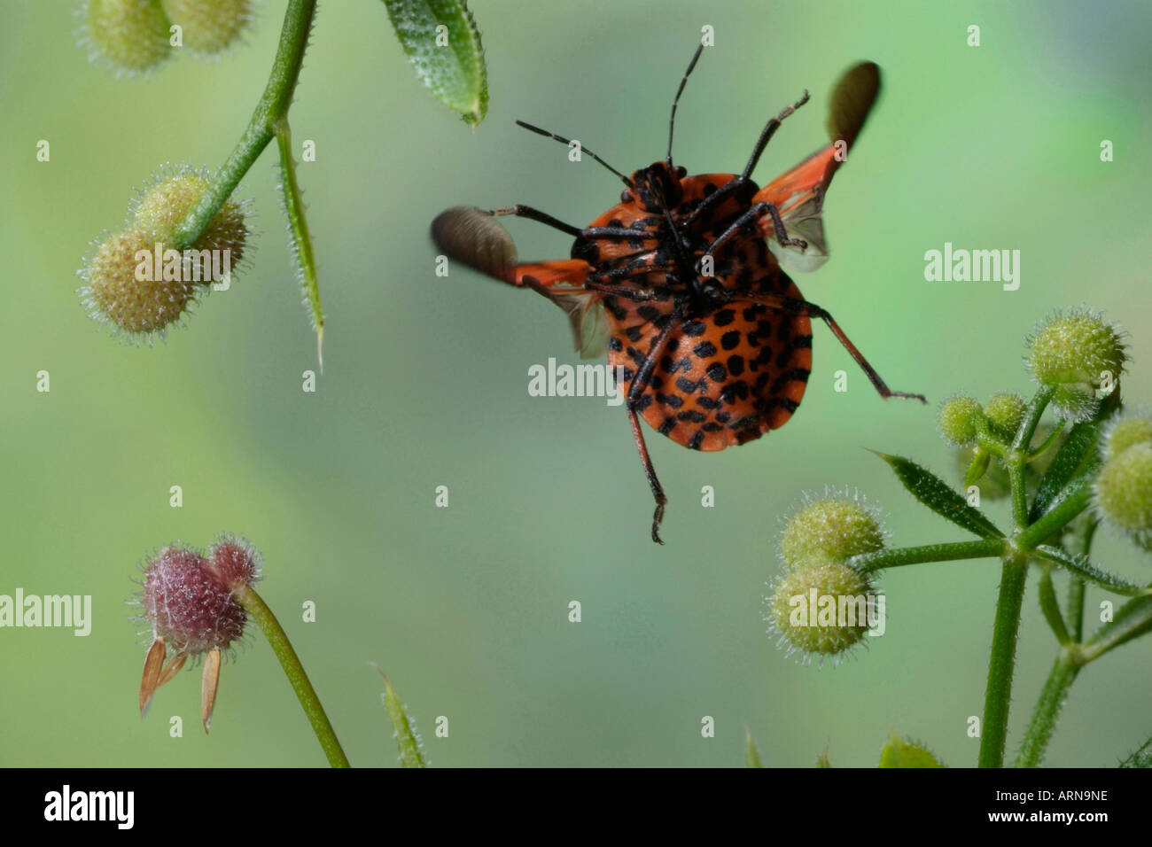 Schild-Fehler (Graphosoma unsere) Stockfoto