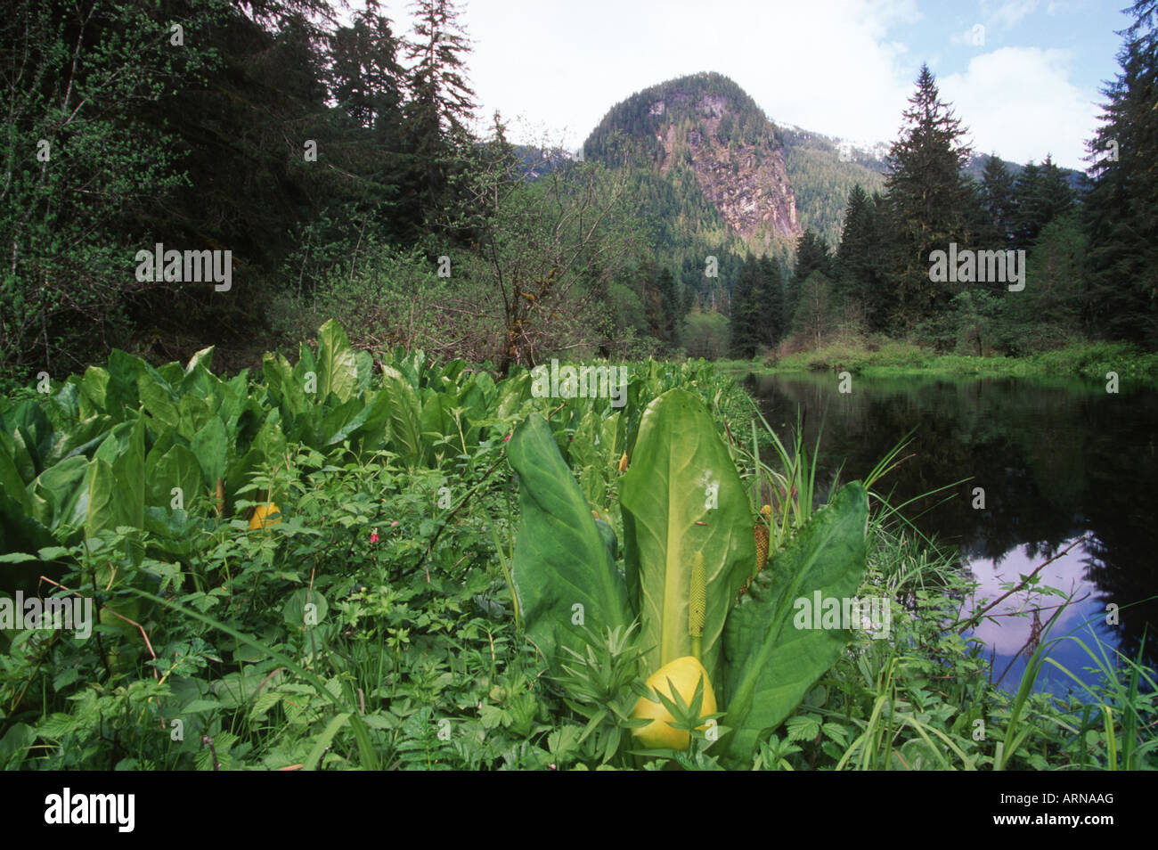 Khutzeymateen Inlet und Tal, Skunk Cabbage, British Columbia, Kanada. Stockfoto