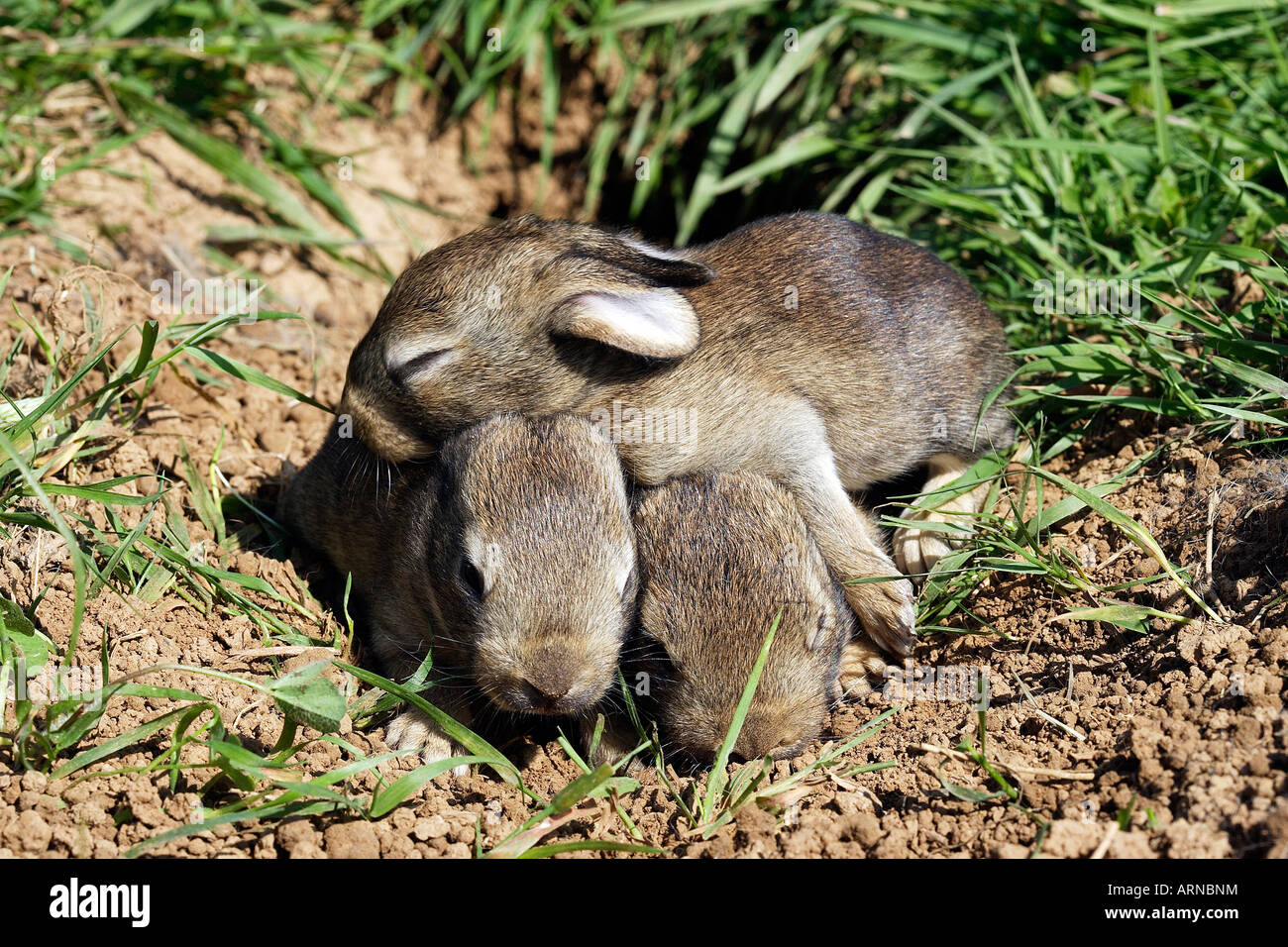 Wildkaninchen (Oryctolagus Cuniculus), acht Tage alt jung Stockfoto