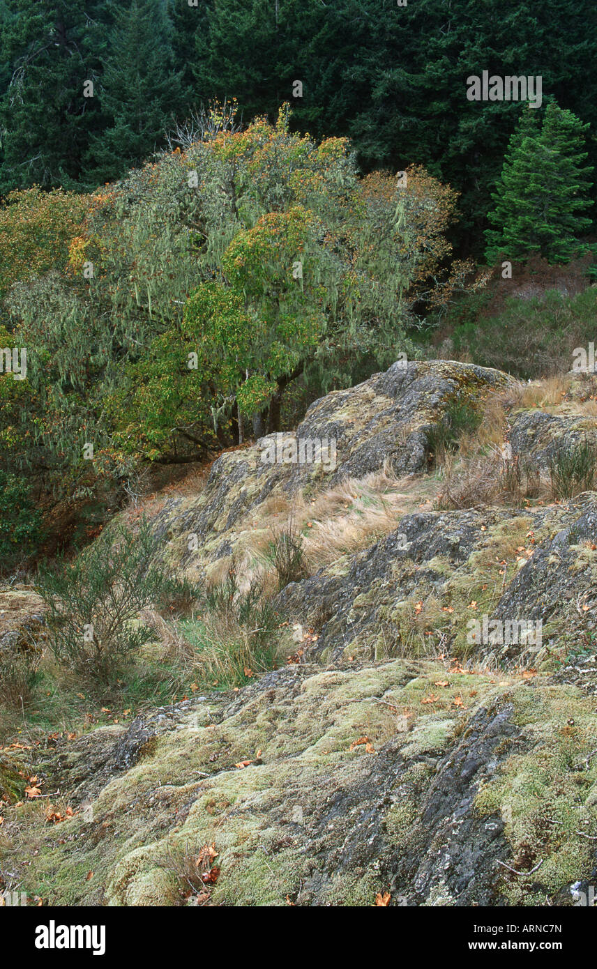 Metchosin Eiche Bäume und Flechten überzogen Granit aus Galloping Goose, Vancouver Island, British Columbia, Kanada. Stockfoto