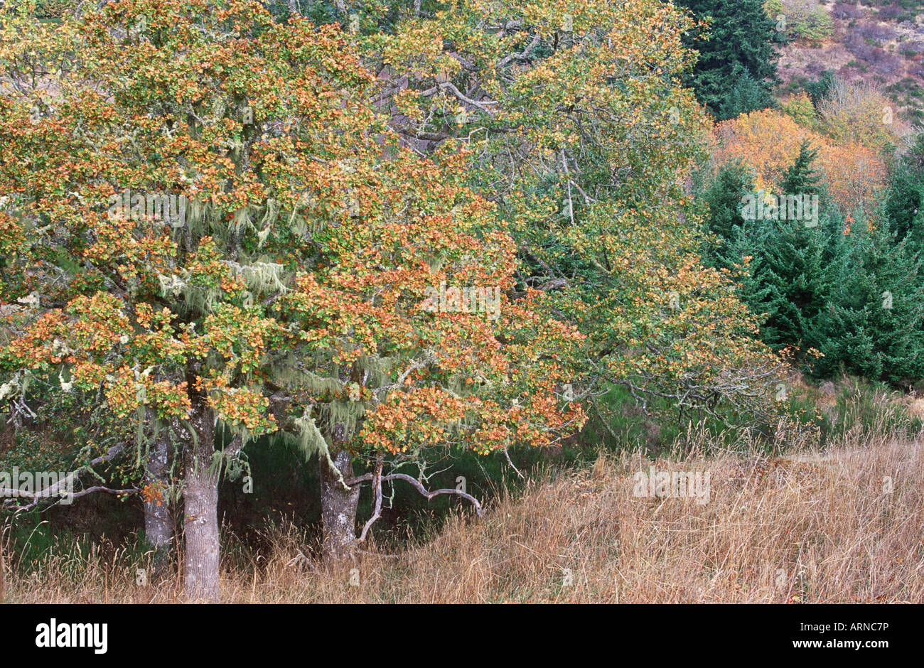 Metchosin Eiche Bäume aus Galloping Goose Trail, Vancouver Island, British Columbia, Kanada. Stockfoto