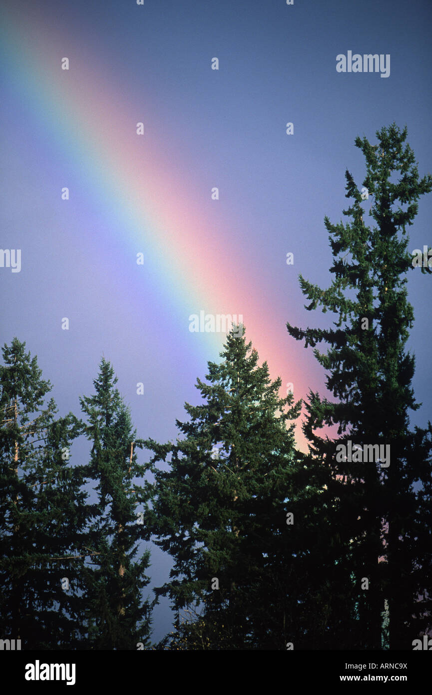 Regenbogen- und Nadelholz Baumwipfel, Vancouver Island, British Columbia, Kanada. Stockfoto