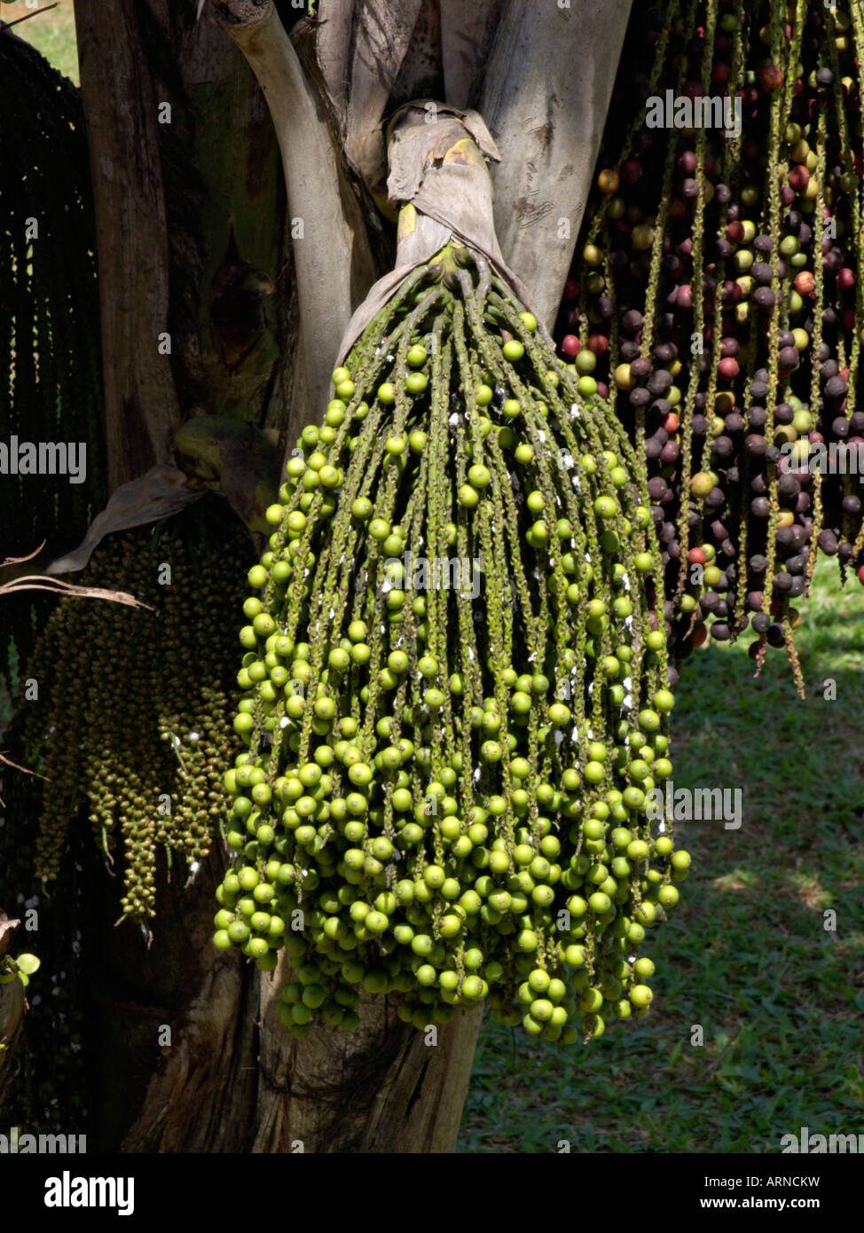 Clustered Fish Tail Palme (caryota mitis) Stockfoto