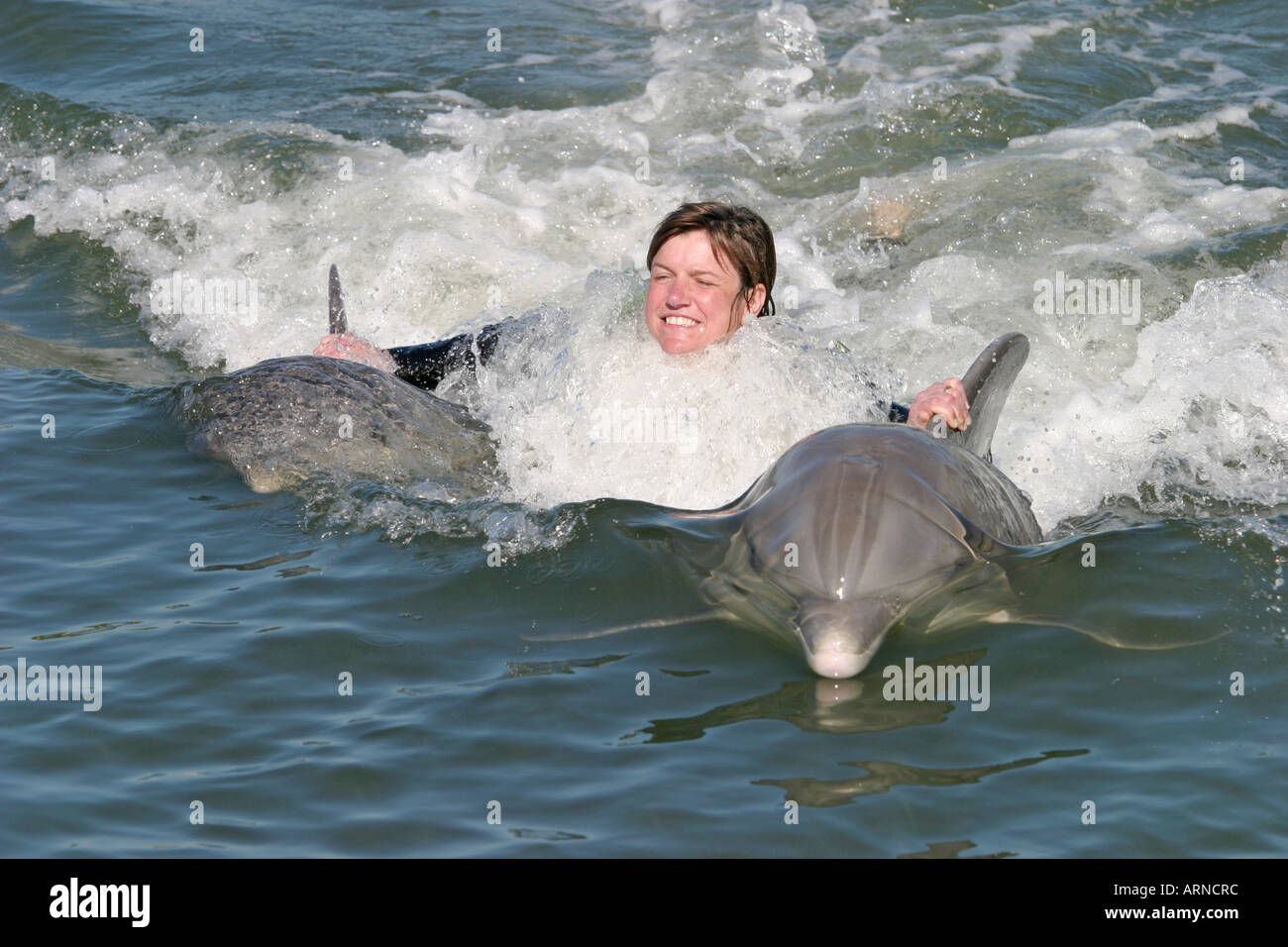 Delphinschwimmen bei Dolphin Research Center Florida USA Stockfoto