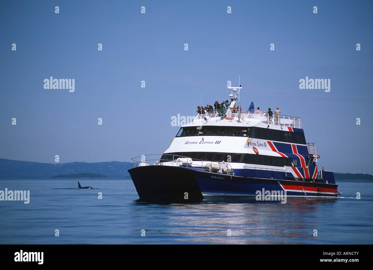 Schwertwal (Orcinus Orca), Gulf Islands, Clipper Ansichten Wal, Vancouver Island, British Columbia, Kanada. Stockfoto