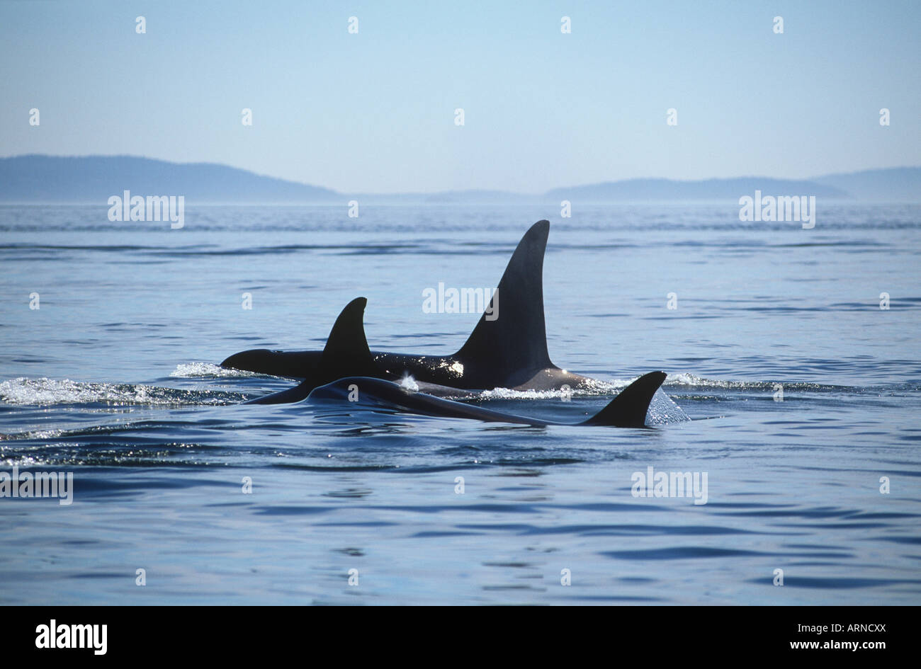 Schwertwale (Orcinus Orca) kleine Pod im südlichen Gulf Islands, Vancouver Island, British Columbia, Kanada. Stockfoto