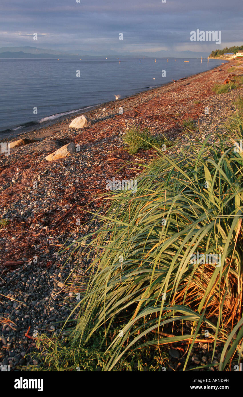 Shorline Qualicum Beach, Vancouver Island, British Columbia, Kanada. Stockfoto