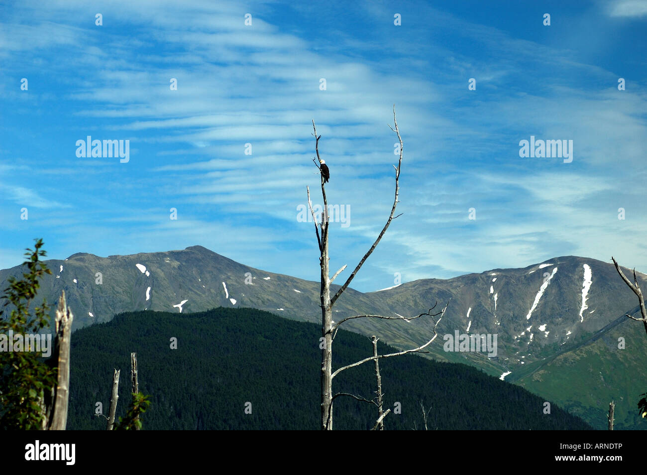 Eine kühne Adler auf einen Zweig stehen. Alaska. Stockfoto