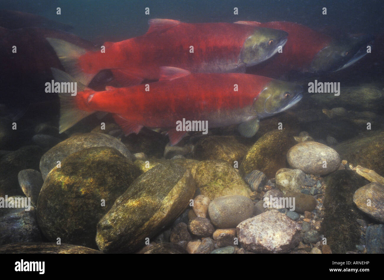 Sockeyes schwimmen Adams River, British Columbia, Kanada. Stockfoto