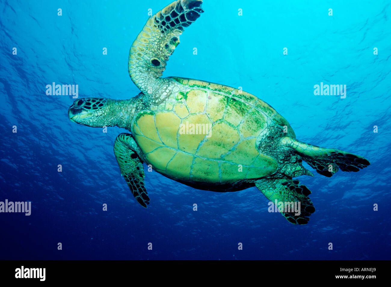 Grüne Schildkröte Chelonia Mydas findet sich in den Ozeanen weltweit, sie sind vom Aussterben bedroht und können unter Wasser bleiben für bis zu 5 Stunden, die sie ernähren sich von Algen und Seegras Cocos Island Pacific Ocean Stockfoto