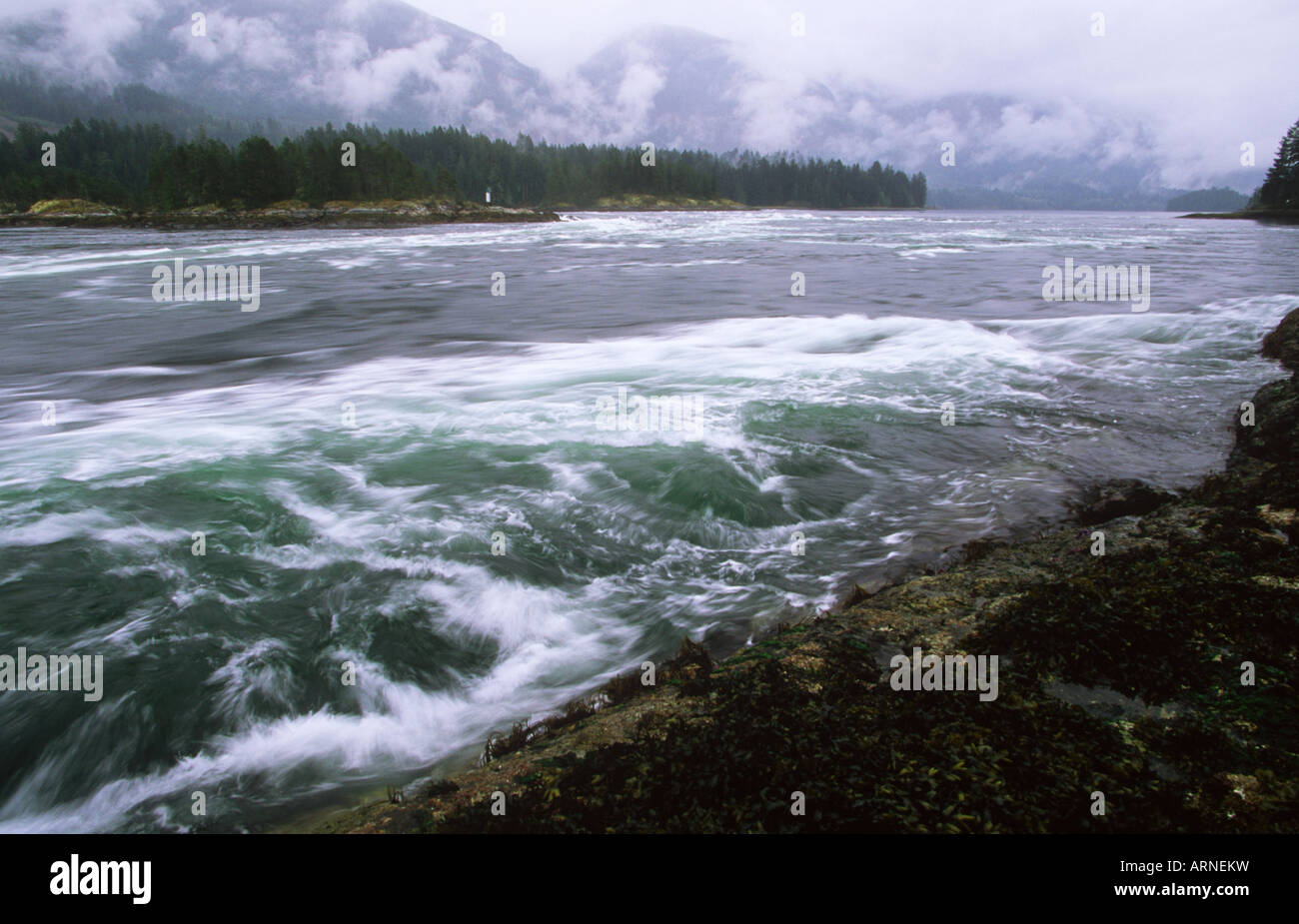 Sechelt Halbinsel, Skookumchuck Narrows Provincial Park in der Nähe von Egmont, Britisch-Kolumbien, Kanada. Stockfoto