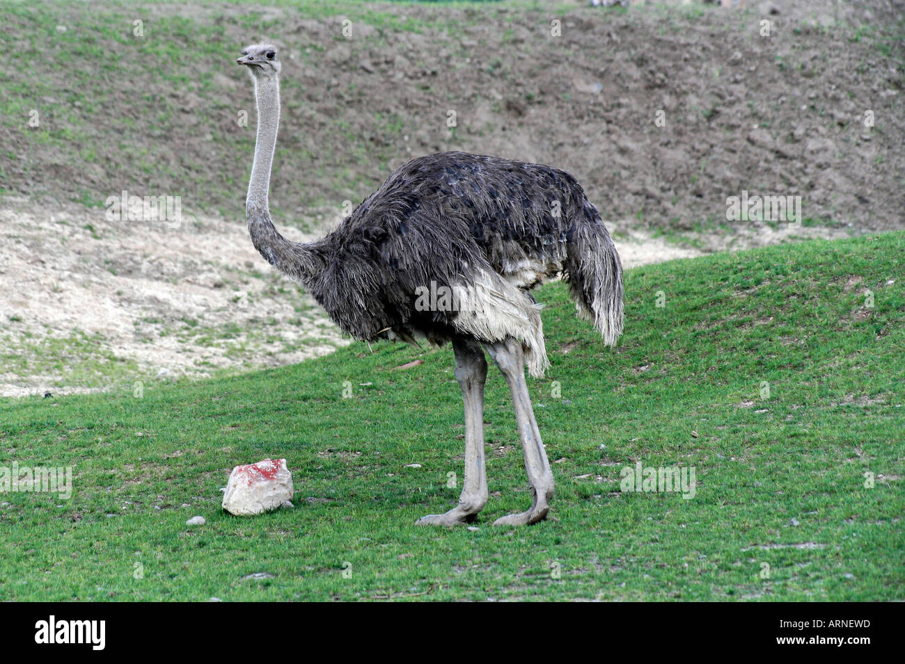 Strauß (Struthio Camelus), Stockfoto