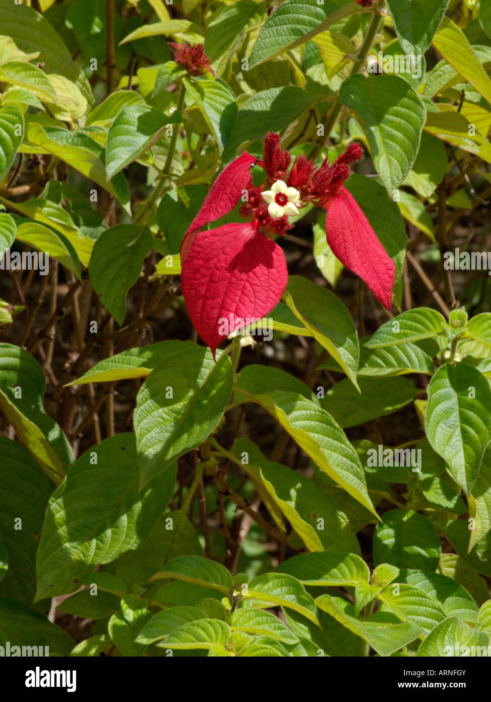 Red Flag bush (mussaenda erythrophylla) Stockfoto