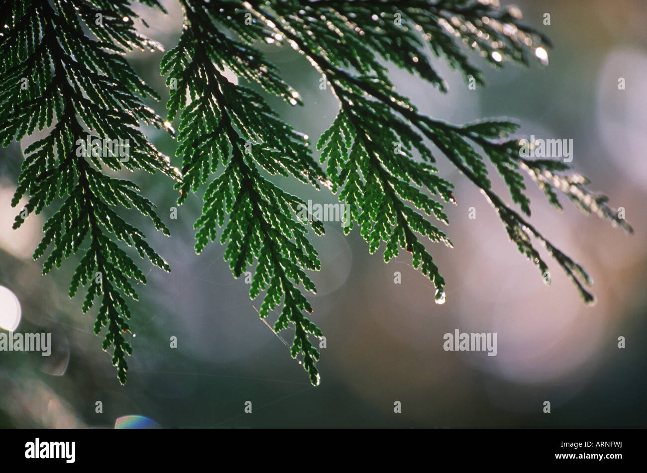 Westliche rote Zeder Baum Nadeln Tropfen Regen, Britisch-Kolumbien, Kanada. Stockfoto