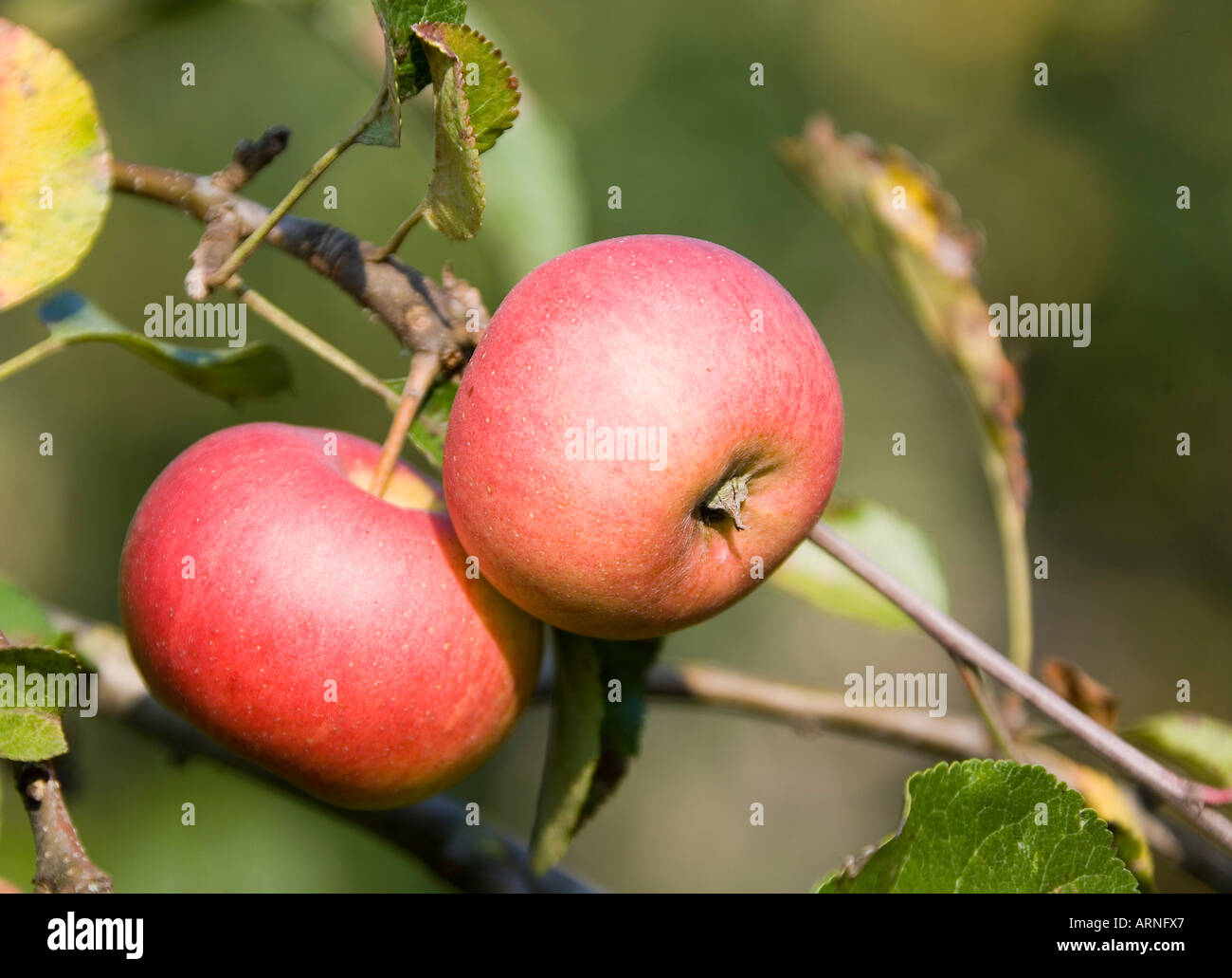 Zwei rote Äpfel Stockfoto