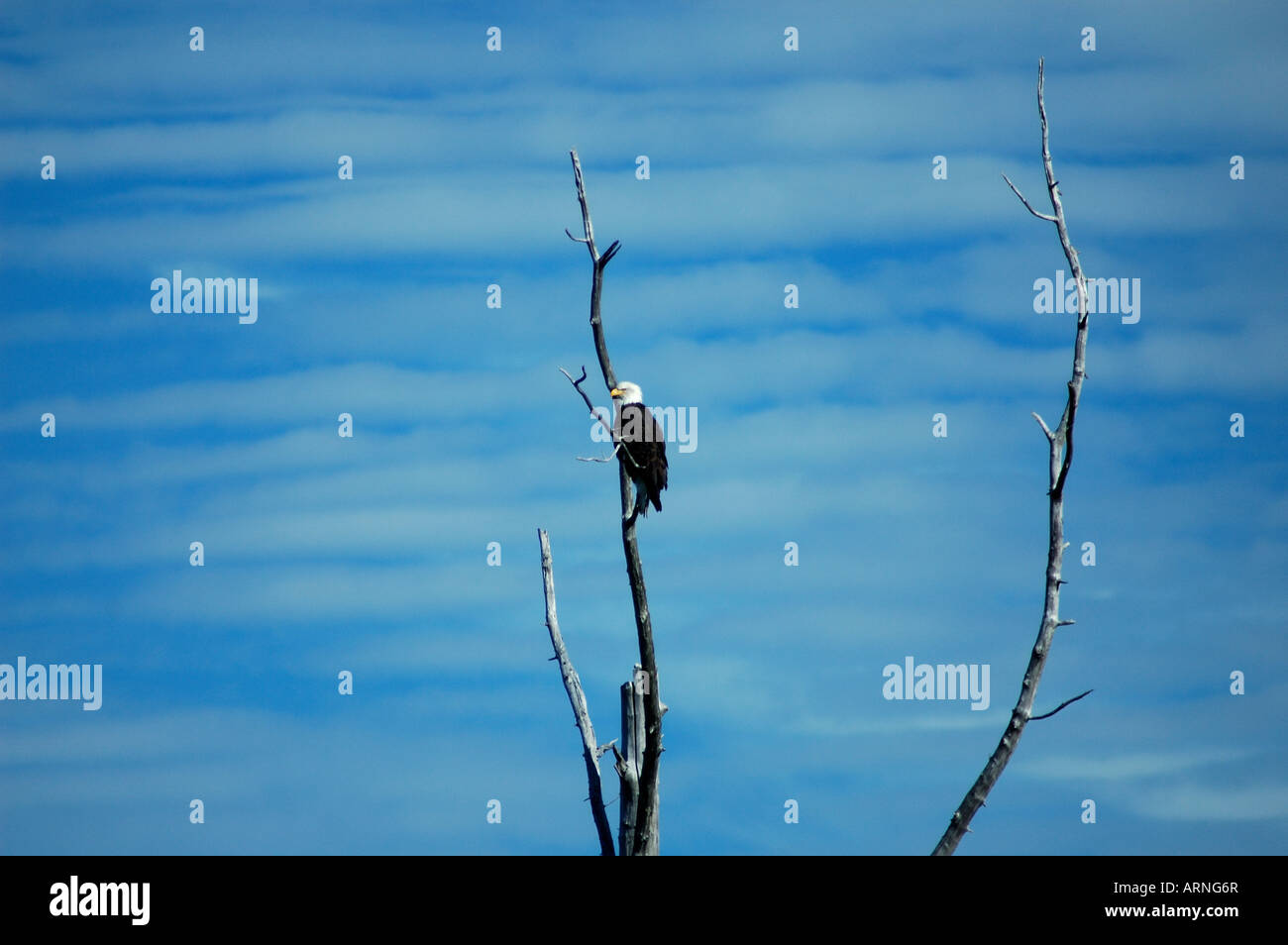 Eine kühne Adler Scannen der Freifläche von Alaska. Seward, Alaska. Stockfoto
