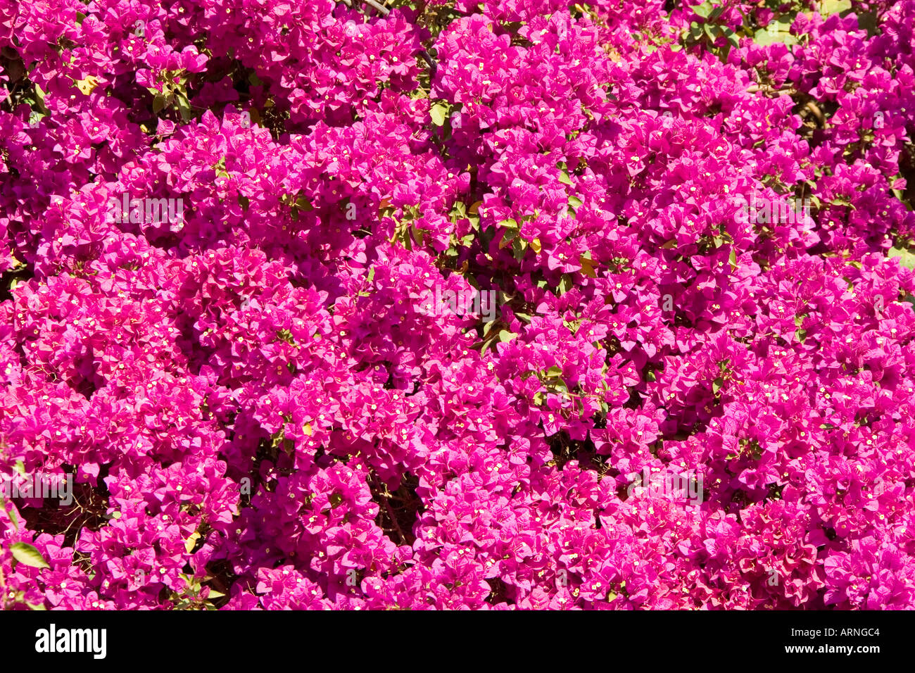 Papierfabrik, Four-o'clock (Bougainvillea spec.), Detail, Blüte Teppich, Südafrika, Levubu, Jul 05. Stockfoto