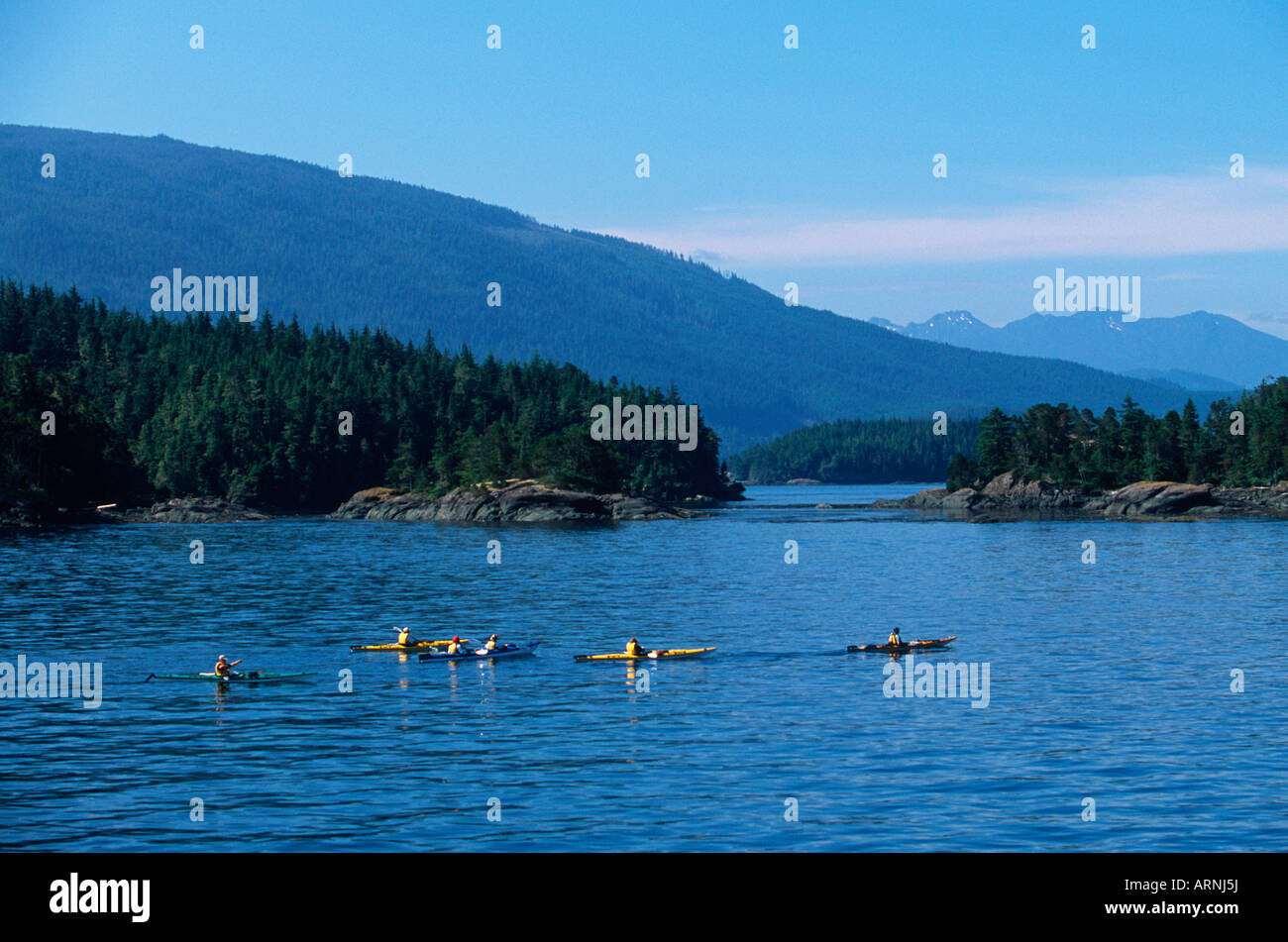 Johnstone Strait - Gruppe von Orcinus Orca (Killerwale), Vancouver Island, British Columbia, Kanada. Stockfoto