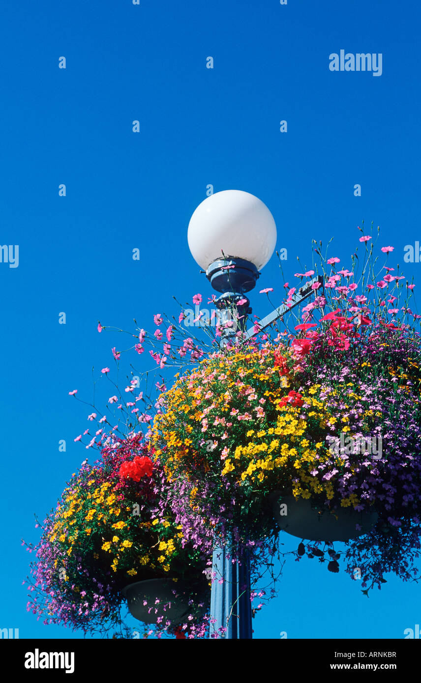 Blumenkorb hängen von Laternenpfahl, Victoria, Vancouver Island, British Columbia, Kanada. Stockfoto